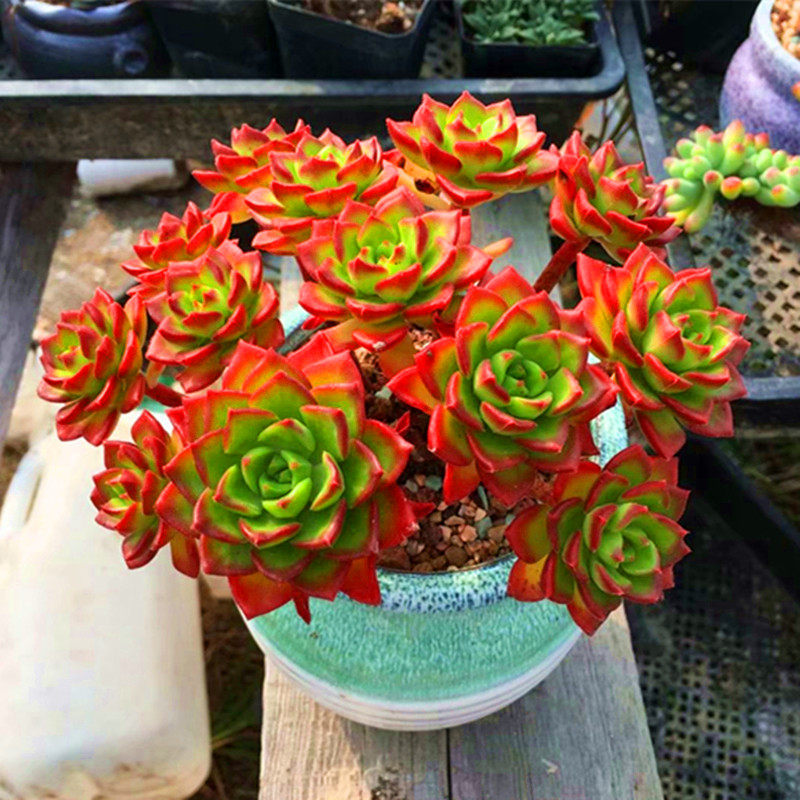 火焰蒂亚 群生老桩 多肉植物 新手多肉 萌肉肉组合盆栽 陌上花