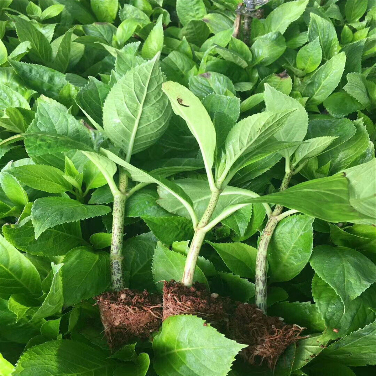 云南斗南基地直发无尽夏绣球花苗 八仙花苗切花室内盆栽500棵顺丰