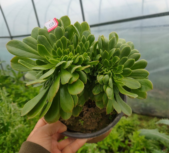 真仙园 法师缀化 绿羊绒缀化 一物