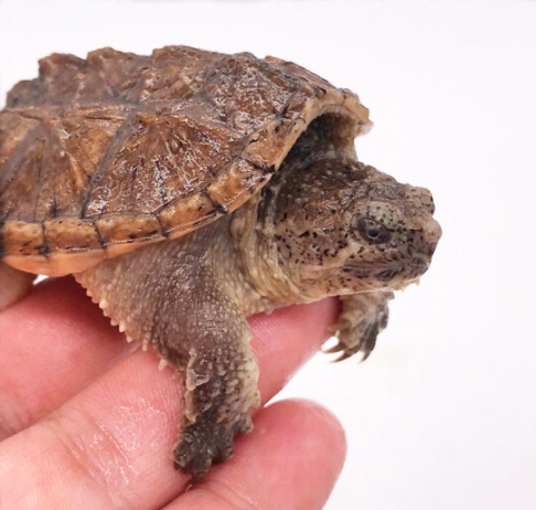 原种纯佛黄金甲鳄龟佛鳄大乌龟北美鳄龟爆刺活体宠物龟水龟包邮