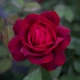 法国詹尼斯月季大花深红切花 耐热玫瑰灌木多季勤花 阳台花园盆栽