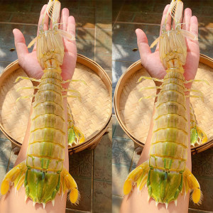 巨型皮皮虾手臂粗大膏虾富贵虾泰国大皮烟台生冻爬虾肉原浆虾蛄肉海捕