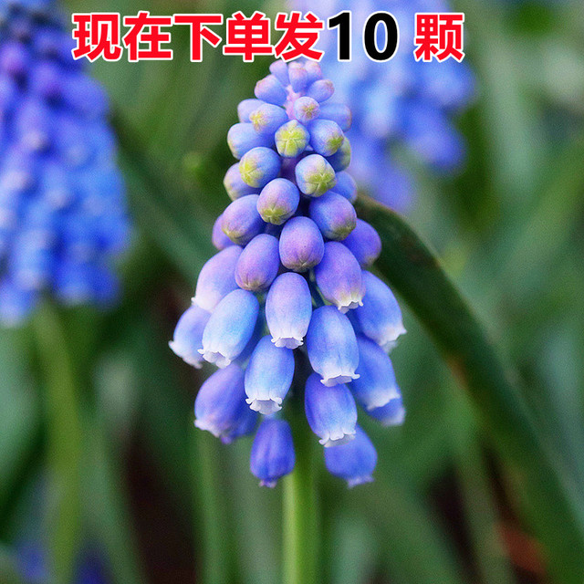 10颗装葡萄风信子种球 多年生球根花卉阳台冬季耐寒植物当年开花