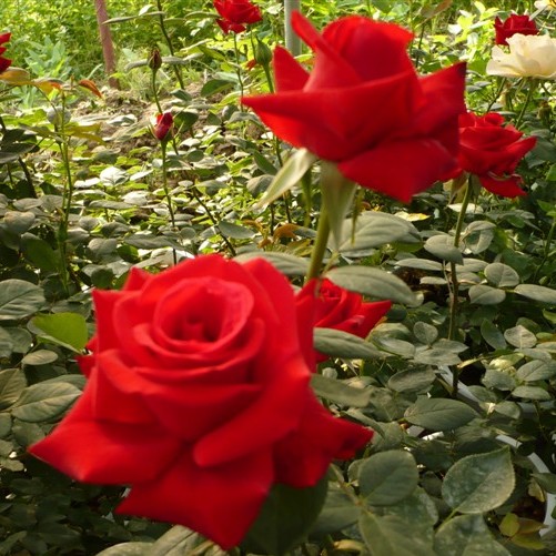 盆栽切花月季苗 玫瑰花苗 大花月季正宗红玫瑰梅朗口红