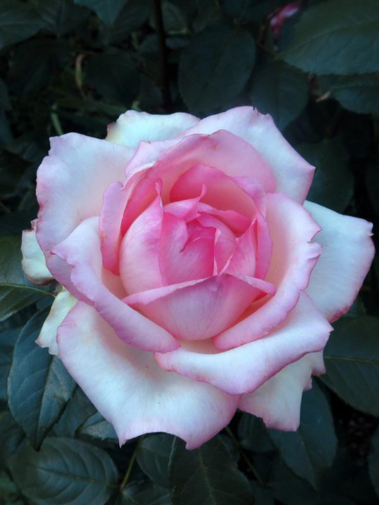 海蒂的花园 乐天派大花灌木月季玫瑰勤花包子阳台花卉