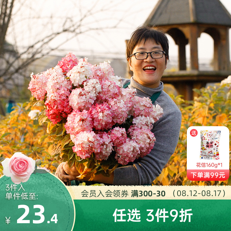 Heidi Garden Tapered Hydrangea Lime Vanilla strawberry North Cold-resistant Botany flowers and plants Potted plantin the Flower delivery/Flowers simulation/Plants gardening , Flowers/Potted plants (New) , 绣球/木绣球/木本植物 category - from Buy2taobao.com to provide professional Taobao agent buy service