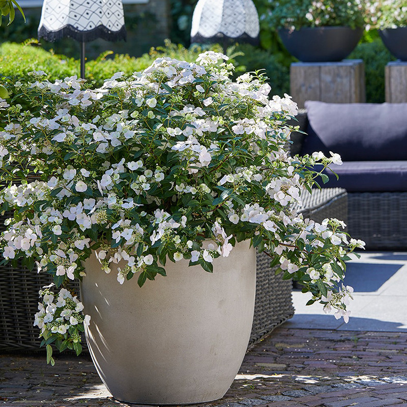 海蒂的花园 逃跑新娘新品垂吊丰花绣球花阳台庭院花卉植物盆栽苗