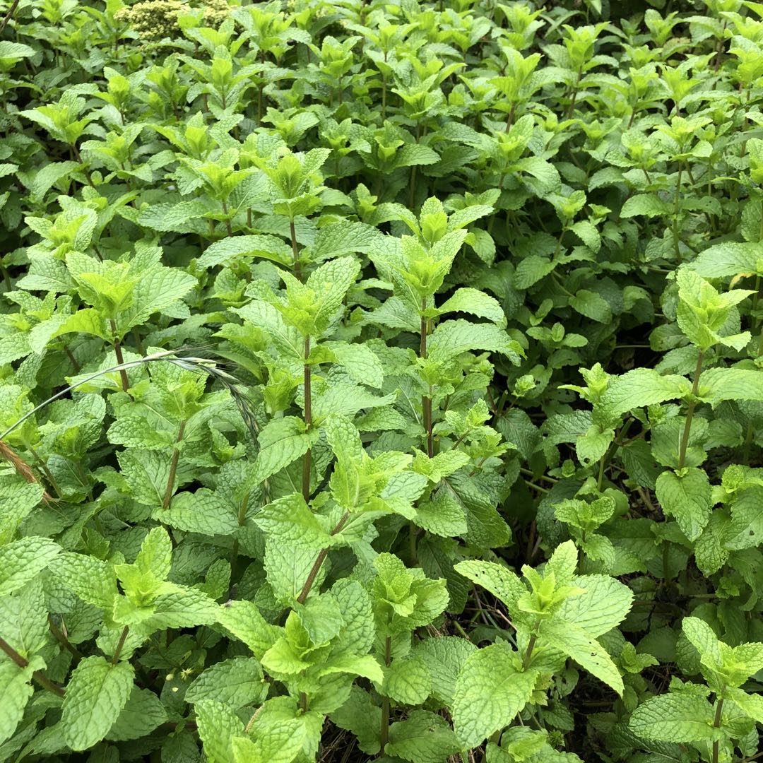 带根薄荷苗盆栽绿植留兰香 阳台室内办公可食用西餐香料植物苗