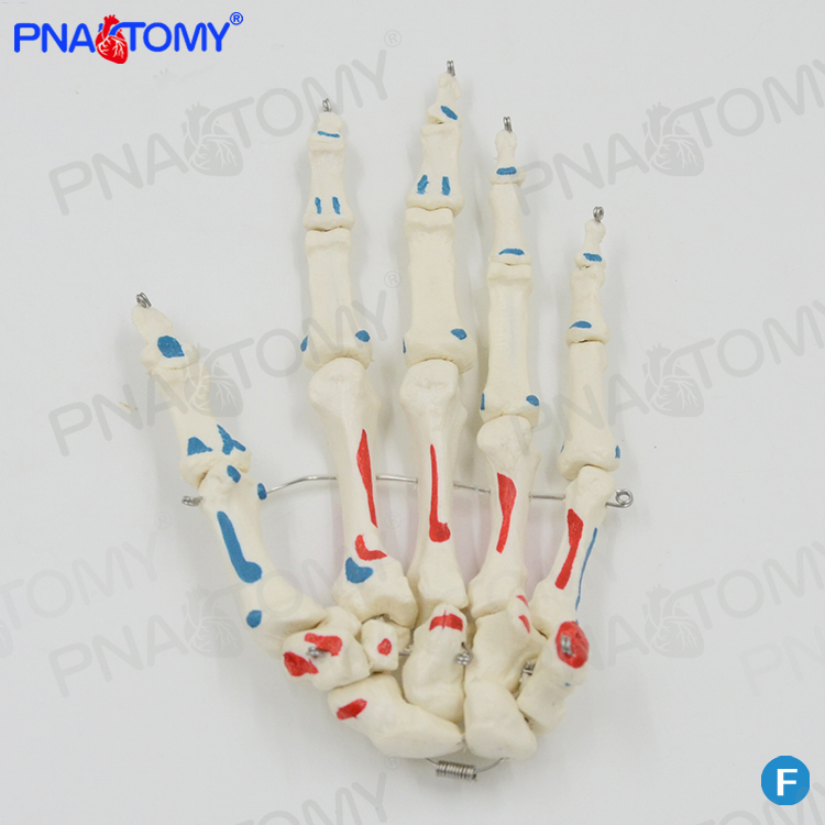 人体手掌部骨骼结构解剖模型可活动手指运动系统手X外科教学医用