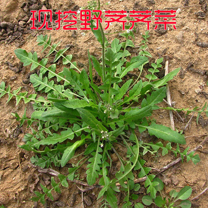 伏牛山露天新鲜野荠荠菜农村山野菜饺子馅野香菜土特产蔬菜野地菜