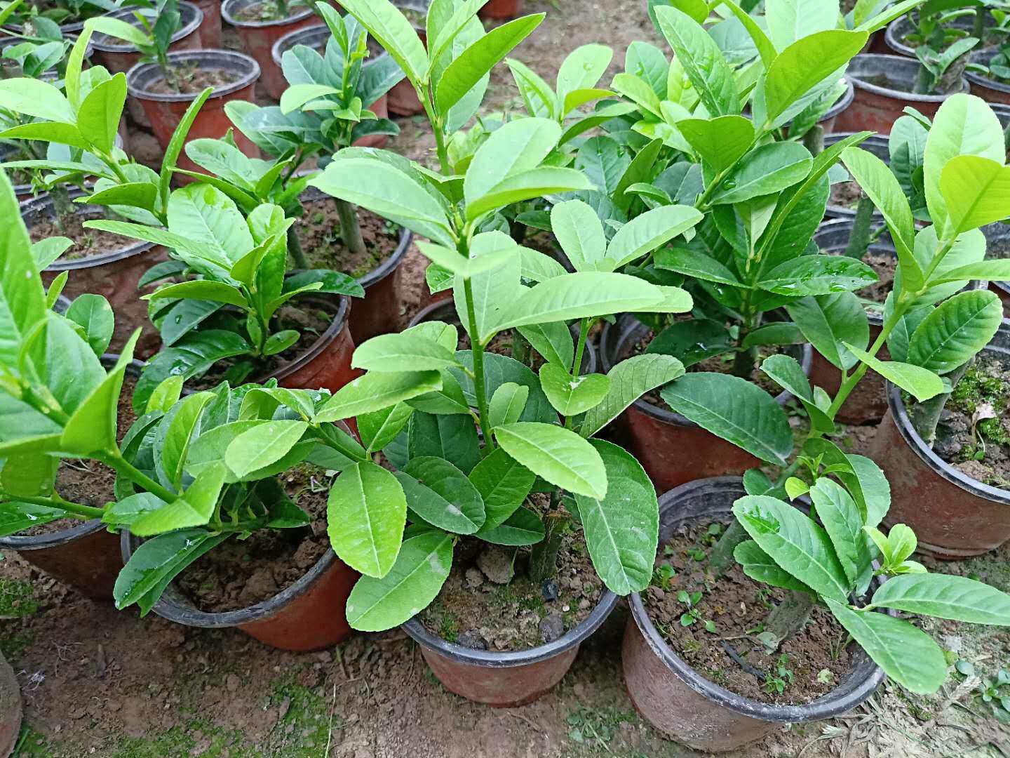 金华佛手苗佛手树苗正宗金佛手苗佛手盆栽带土带软盆发货