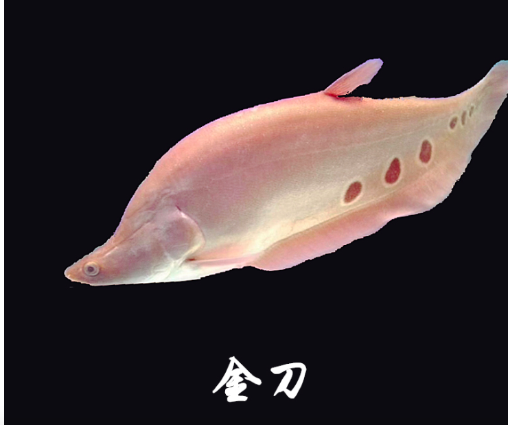 金刀鱼 黄金刀鱼 大型热带鱼观赏鱼龙鱼混养配鱼活体鱼