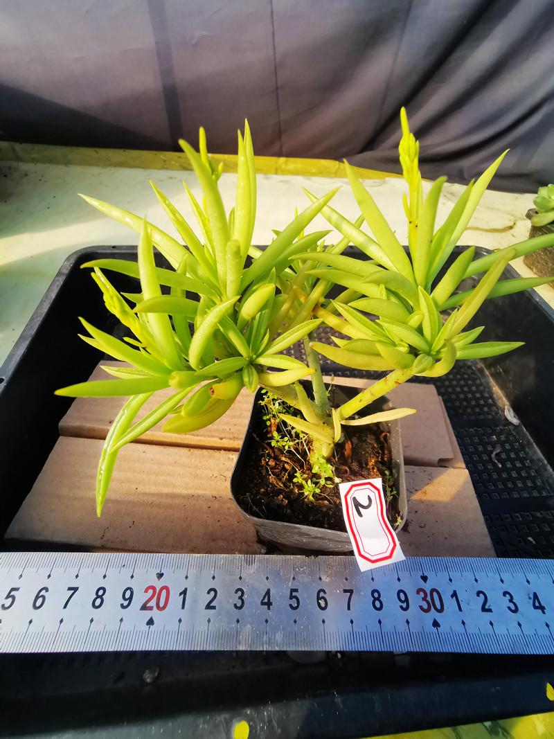 欢乐豆多肉 一物一拍 新手多肉植物 清棚特价肉肉植物 e22