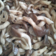 卤菜店素菜小蘑菇原材料清水姬菇滑子菇食用菌凉拌菜食材餐饮商用