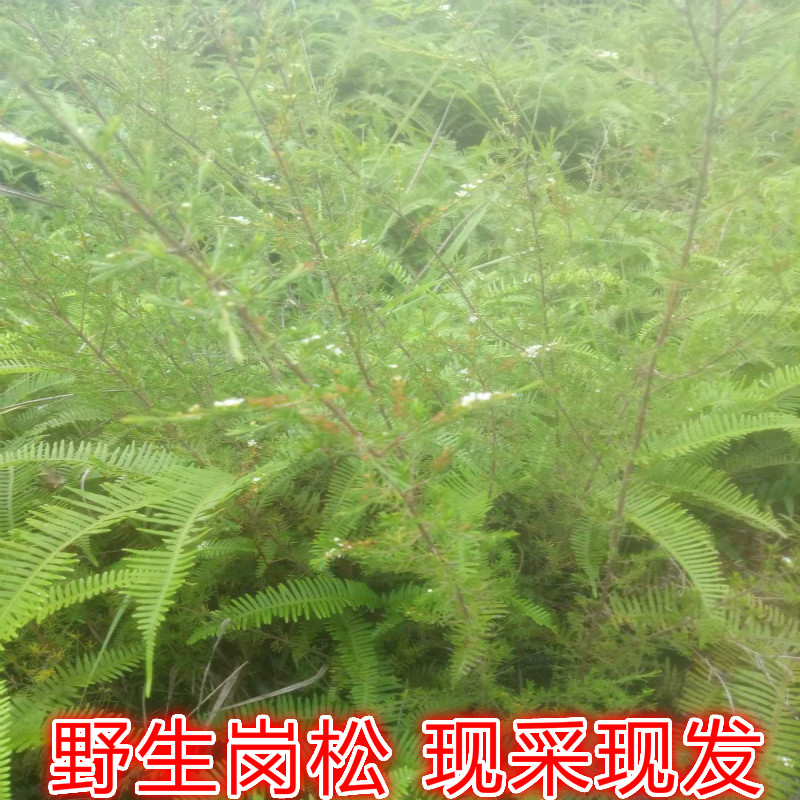 岗松