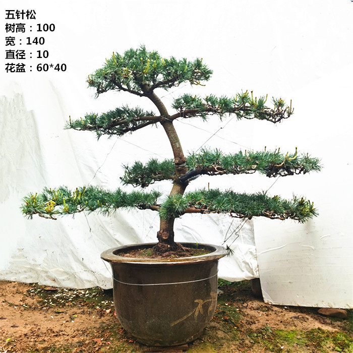 实拍大型五针松高档庭院别墅绿植大阪五针松老桩造型根固实拍