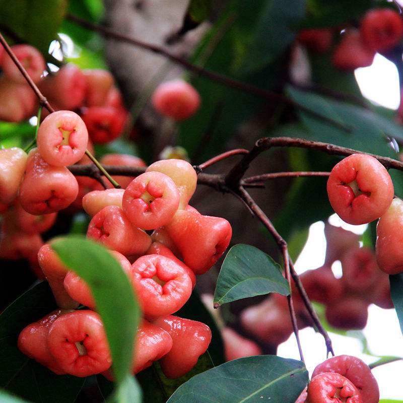 莲雾果1斤黑金刚海南特产孕妇水果脆甜当季整箱新鲜包邮现摘现发