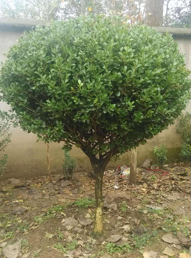 黄杨木 单杆小叶黄杨 大叶黄杨 瓜子黄杨 冬青球四季常青盆景素材