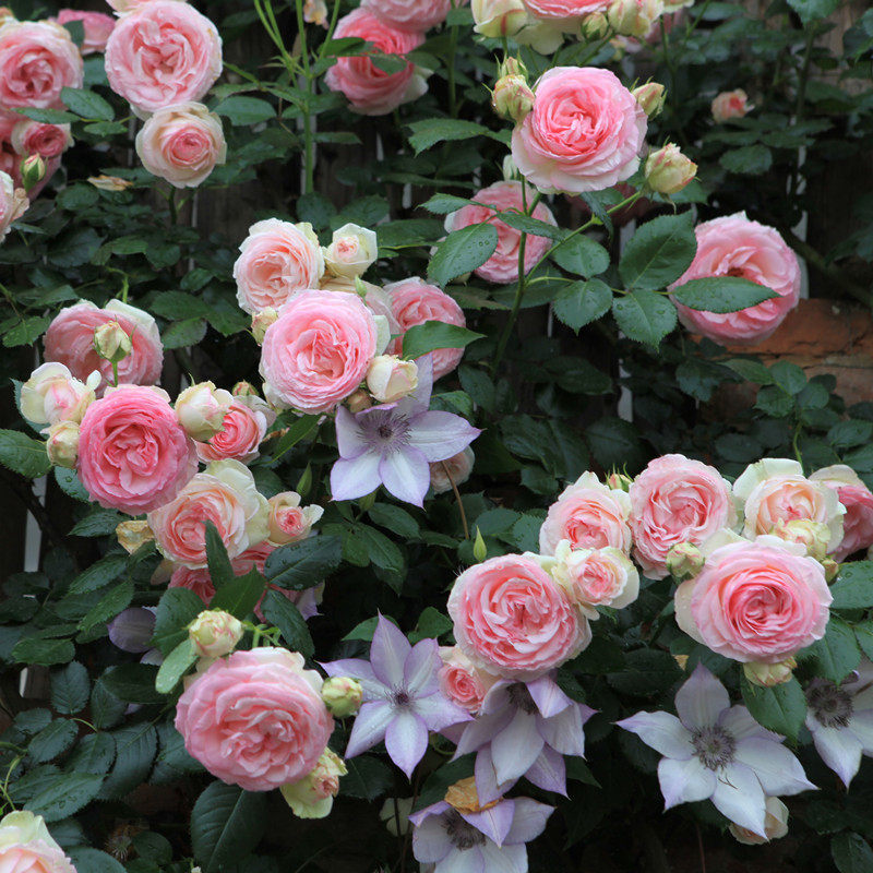 虎嗅蔷薇 粉色龙沙宝石 爬藤欧月季包子早春花量多