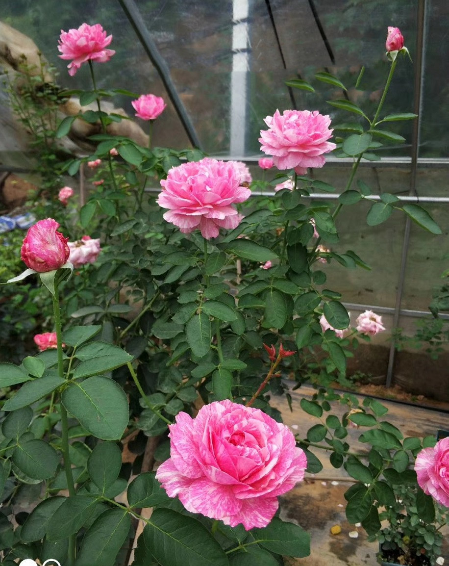 一折伊芙月季_新品月季花苗大花浓香伊芙飞溅四季盆栽切花玫瑰花卉