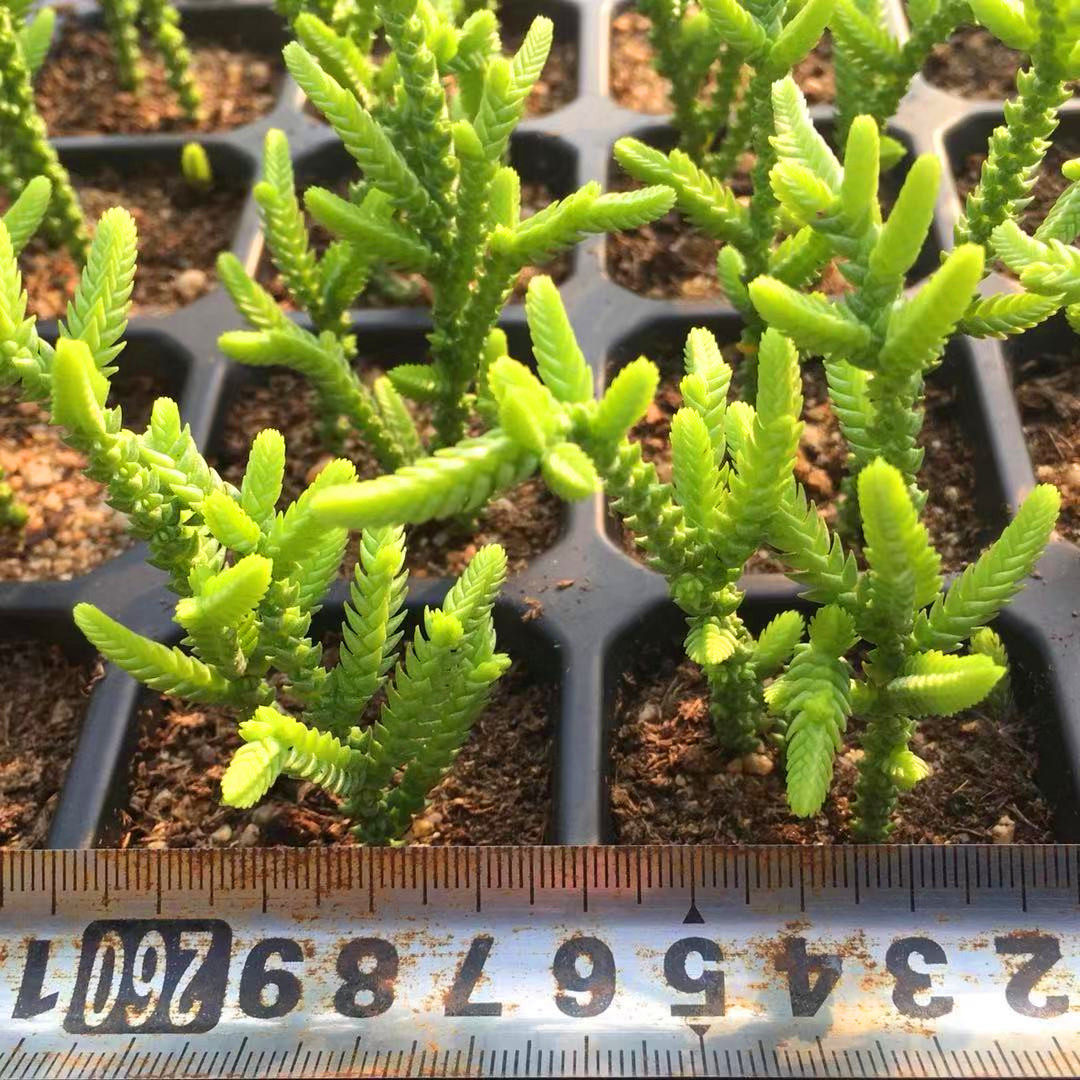 绿多肉植物锁龙一物一拍11月中旬更新易爆盆清多肉植物