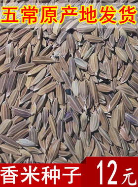 代购五常黑香米稻种优质黑米种子500g原产地发货两件包邮