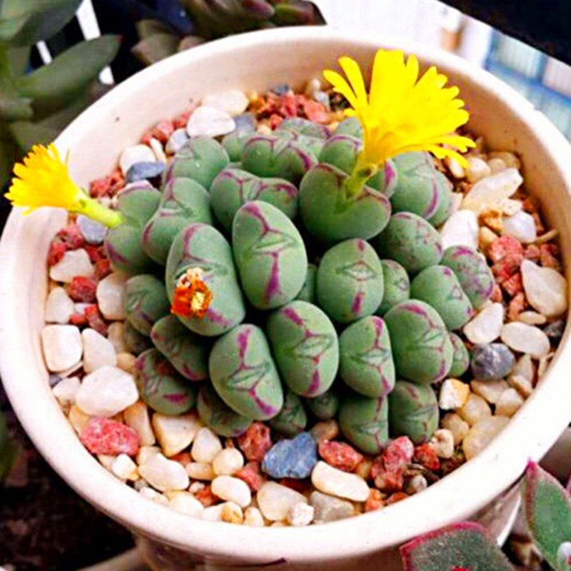 满额包邮多肉植物口笛生石花带塑料盆栽好防辐射精品