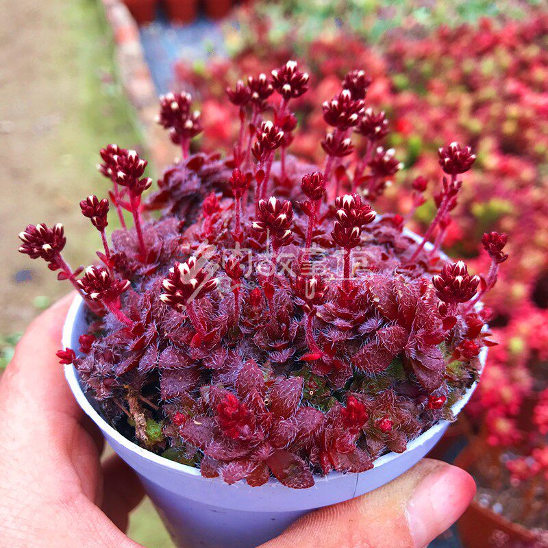 多肉植物毛海星花期中毛茸茸净化空气趣味防辐射庭院吸甲醛办公桌