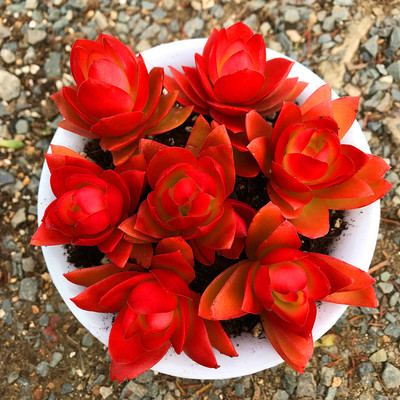 满额包邮/多肉故事馆【大盆火祭】红色新手好养超值组合栽好盆栽