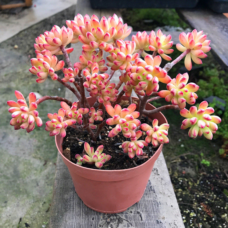 满额包邮多肉故事馆 【红旗儿老桩】 非常漂亮四季好养防辐射