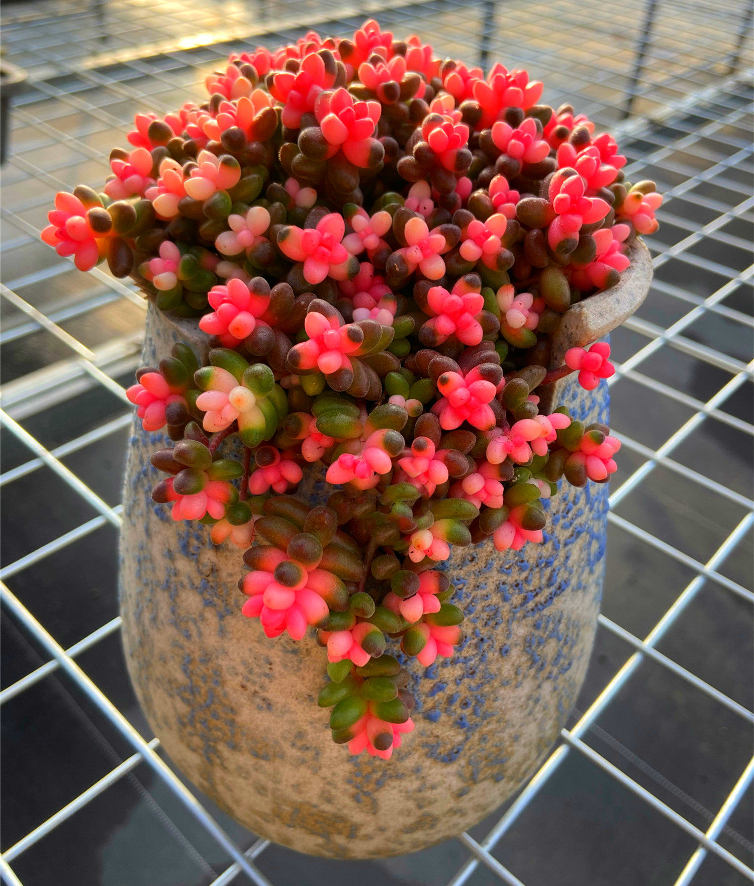 满额包邮多肉珊瑚珠锦新品粉色萌肉新手好养室内桌面防辐射