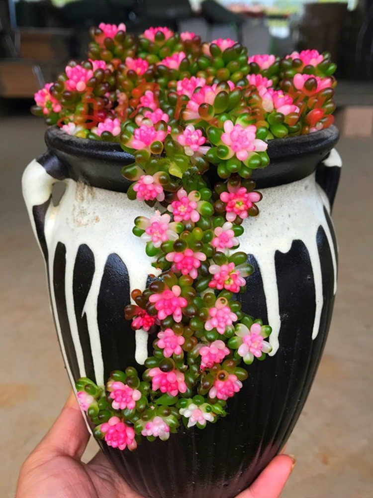 包邮多肉植物红心彩色浆果锦栽好发货