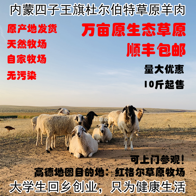 内蒙四子王旗草原新鲜羊肉手把肉