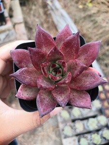 柏拉图多肉植物