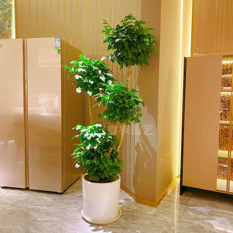 室内大型植物幸福树