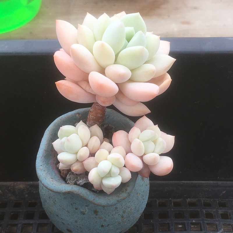 【玉兔】秋阳园艺母本 多肉 多肉植物(韩国母本,非冰玉x雪兔)