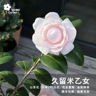 久留米乙女红山茶花树苗盆栽日系粉色名贵新品种精品进口高端小苗