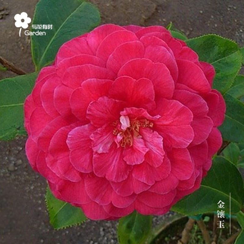 热销云南茶花_金镶玉山茶花盆栽大小苗红色云南哈罗德拉力皮特杂交