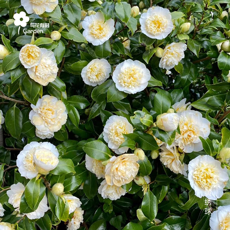 淘宝与花有时茶花小铺是正品吗? - 草柴