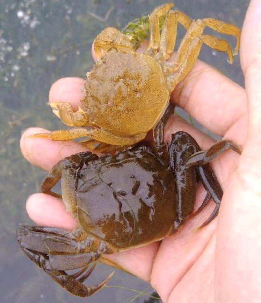 软壳蟹包邮 鲜活