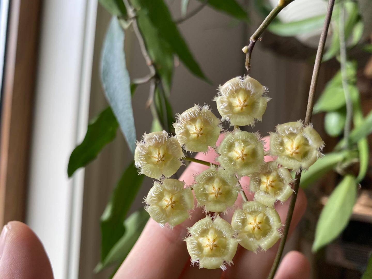 斑叶柯蓝球兰  hoya mirabilis/h.somadeeae small leaf splash