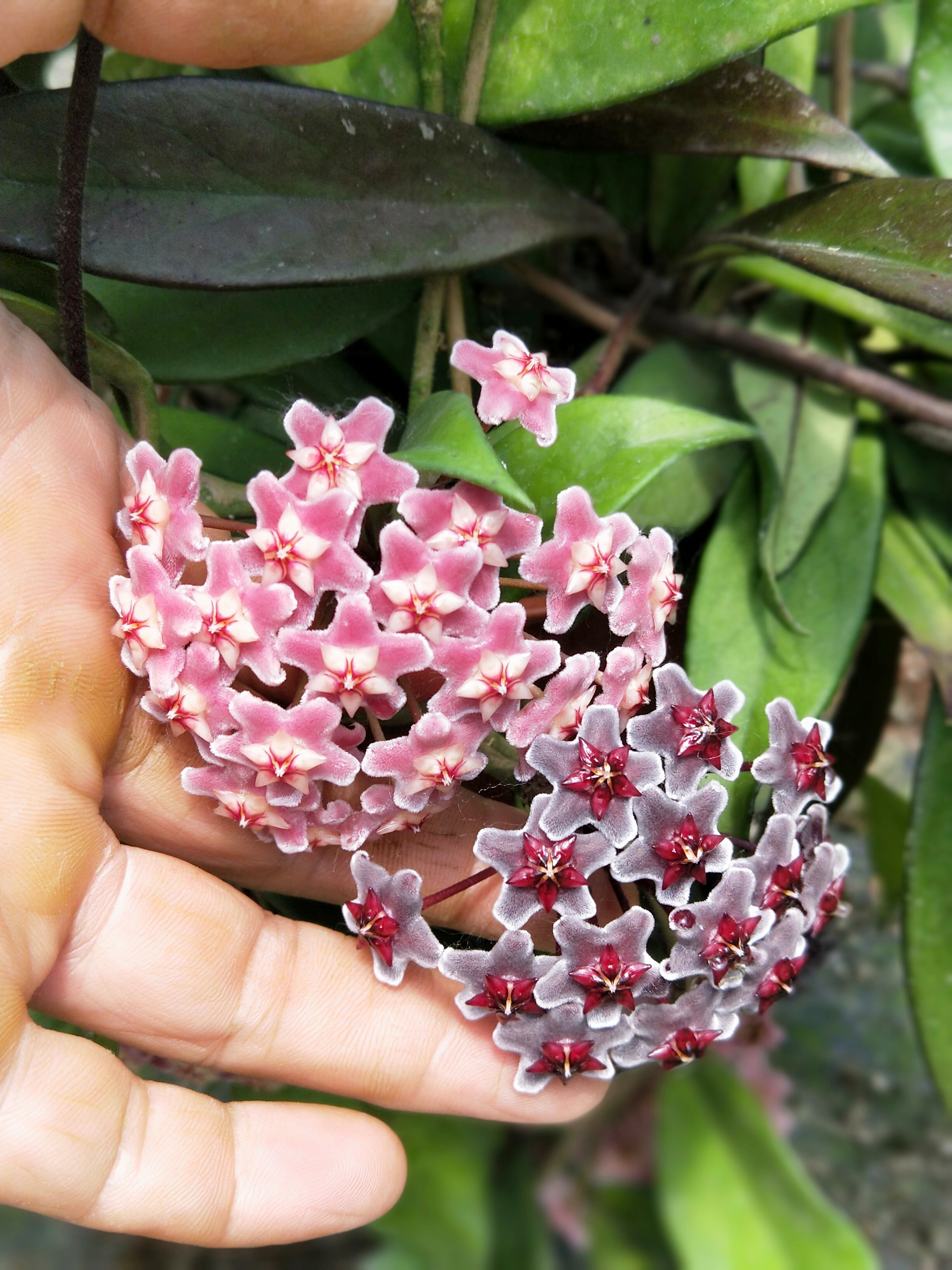 红巴顿球兰(三色变异)带花梗大棵