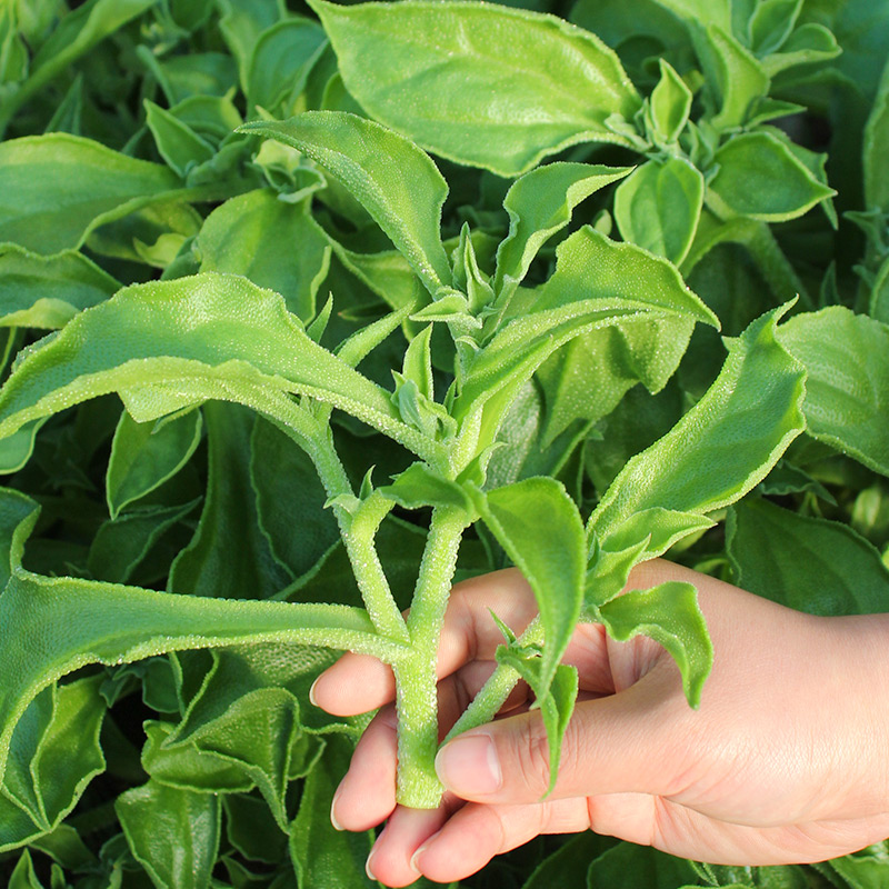 冰菜冰草蔬菜新鲜