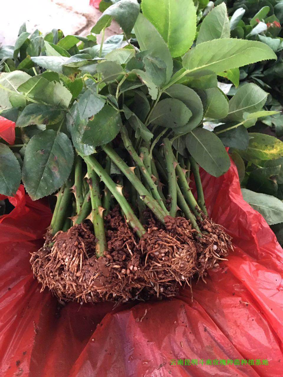 100棵顺丰包邮云南昆明斗南各色系玫瑰花苗 月季种苗 裸根扦插苗