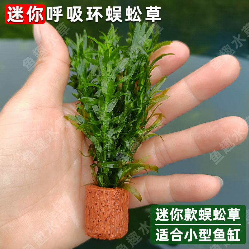 适合小缸迷你款蜈蚣草带呼吸环真水草桌面鱼缸装饰水族造景增养