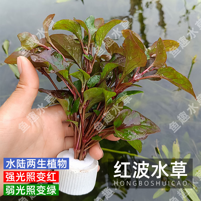 红波水草懒人易养易活水陆两生龟缸鱼缸淡水新手入门增氧净化水质