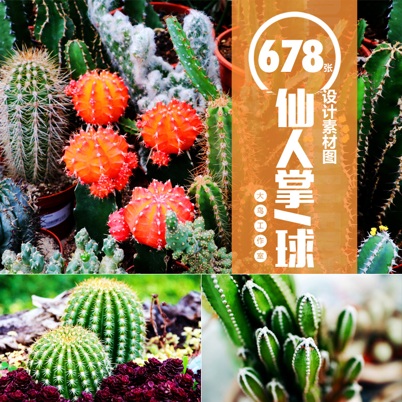 仙人掌仙人球设计素材大图带刺多肉植物盆栽沙漠植物摄影图片JPG