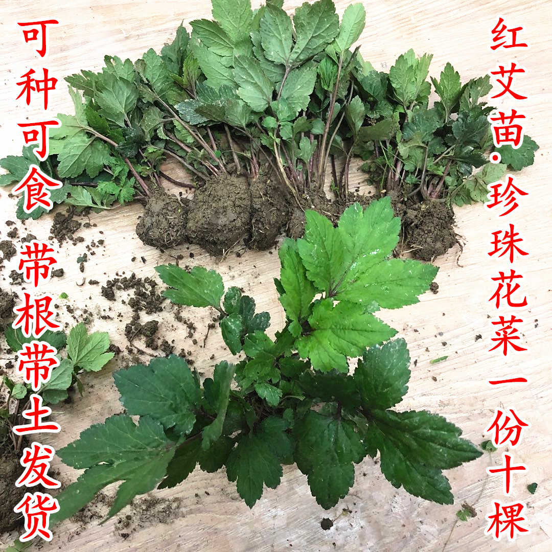 活血_潮汕真珠花菜 小苗带土珍珠菜红脚艾 白苞蒿 活血菜野菜新鲜现摘