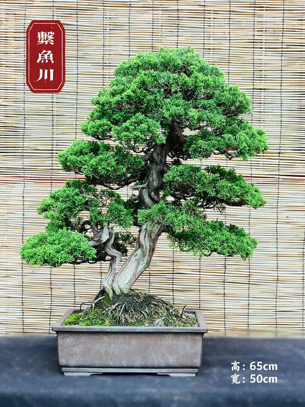 真柏日本进口小品品系鱼川盆景济州盆栽绿植绿植