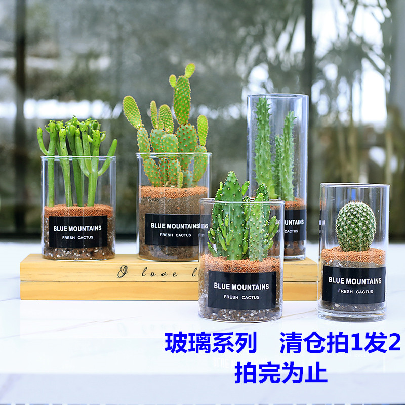 Cactus Glass Potted plant Bloom Botany indoor Succulent Micro Landscape Cactus Office desktop Small pottedin the Flower delivery/Flowers simulation/Plants gardening , Flowers/Potted plants (New) , Succulents category - from Buy2taobao.com to provide professional Taobao agent buy service